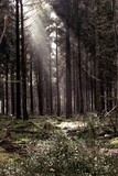 by Ad Schaap