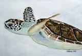 by Nancy Woolweber