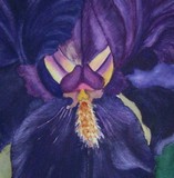 by Tanya Antimirova