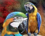 by Randy Fawcett