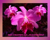 by Orchid Mandala
