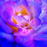 by julie Marks