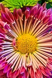 by Minerva Bloom