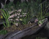 by Susan Richards