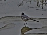 by Wayne Combridge 