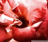 by Stefani Wehner