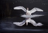 by Margriet De Bie - van Mourik