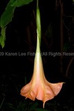 by Karen Lee Fisher