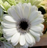 by marie-claire gallet