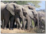 by Wia Cronje