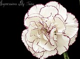 by Tricia  Wenzel