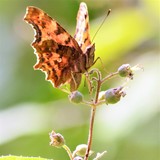 by Marie josé LAURIER