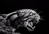 by Miro Gradinscak