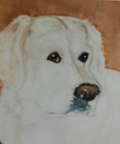 by Dawn Moir-Harris 