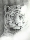 by Rand Arrington