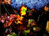 by Terry Harris