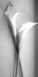 by Jennifer Ressmann