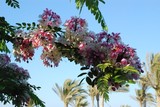 by amina hamdy