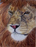 by Wendi Evans