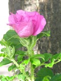 by Heli Aarniranta