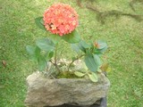 by Pedra Viva mini jardins
