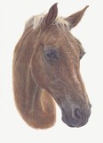 by Wendy Poulton