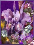 by Sandra Beech