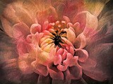 by Rhonda Barrett