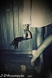 by Joana D'Assumpcao