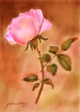 by Joan A Hamilton