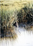 by Jacqueline A. Gaylard