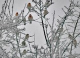 by Debra Kott