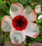 by marie-claire gallet