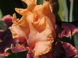 by Janet Dickinson