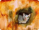 by Nava Raj