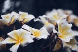 by Elleni Jemaneh Mekasha
