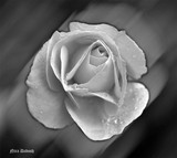 by Nira Dabush