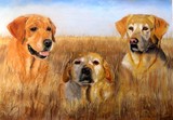 by Katherine Taylor-Green
