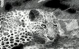 by Frederick Murphy
