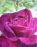 by Gill Knox