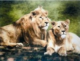 by Jacqueline A. Gaylard