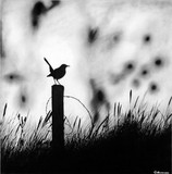 by Rupesh Patric