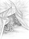 by Stacey Makar