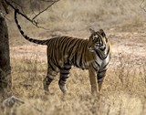 by Diponkar Banerjee