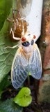 by Jeannie Fox