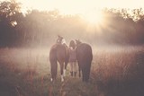 by White Horse Design Studio