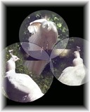 by Melody Koert