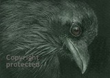 by Tammy Kuenzli