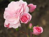 by Lynne Chrapliwy