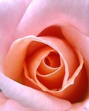 by Cynthia Adams